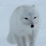 arctic fox pixabay robynm