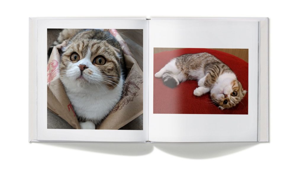 google photos lens cat book