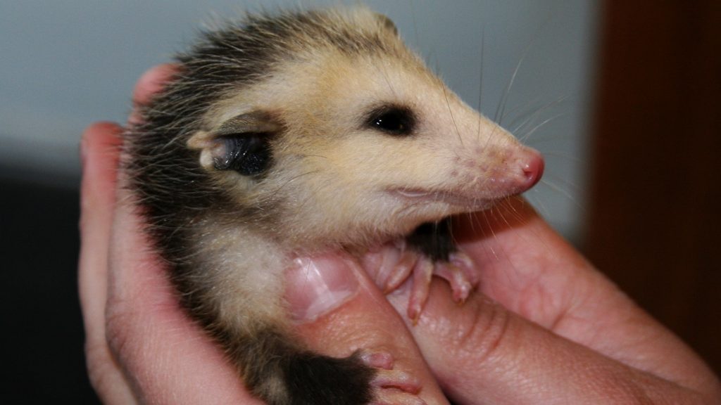 opossum snapchat killing born1945 flickr
