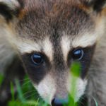 mprraccoon raccoon anna salisbury -unsplash
