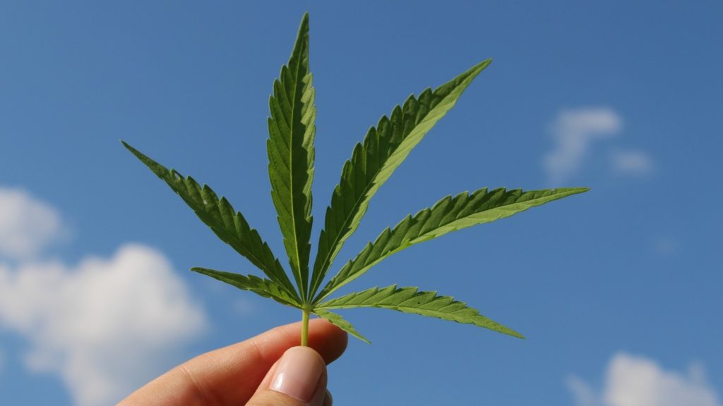 cannabis dagga legal south africa