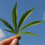 cannabis dagga legal south africa