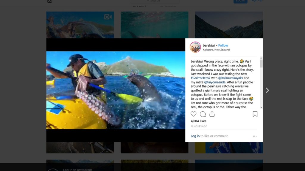 kayaker seal octopus instagram video