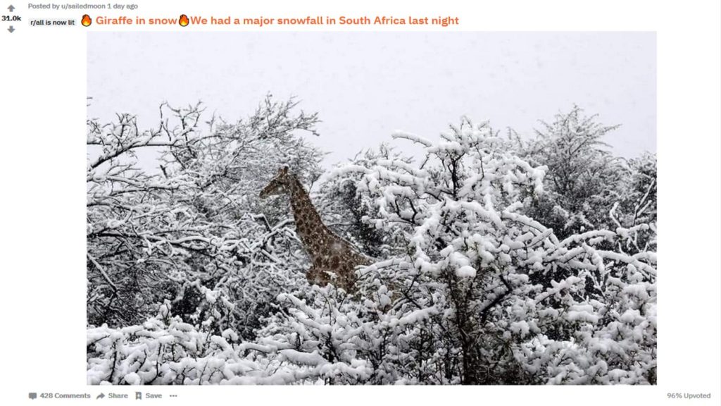 reddit giraffe snow south africa
