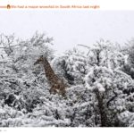 reddit giraffe snow south africa