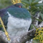 kekeru wood pigeon new zealand bird of the year forest and bird