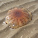 cape town compass jellyfish captn jack flickr cc by