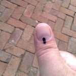 voters thumb sa elections retnev flickr