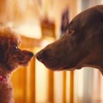 katy perry small talk music video dogs