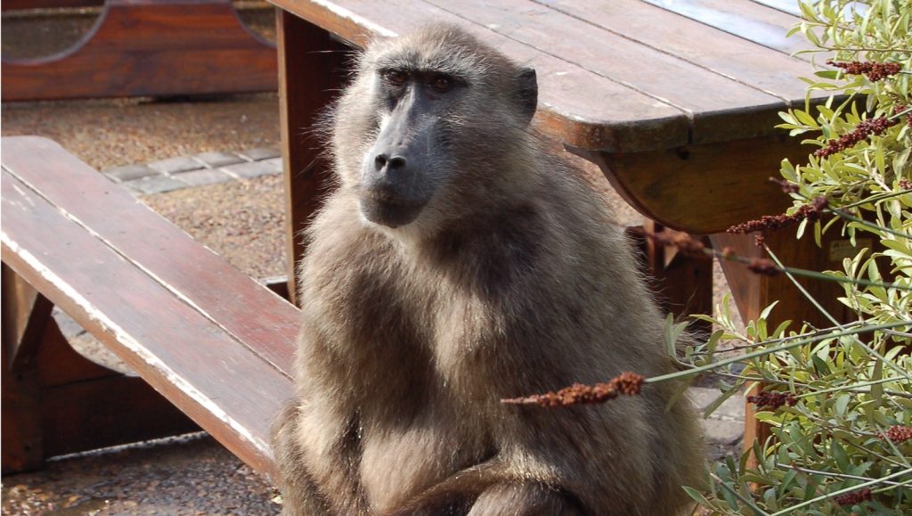 chacma baboons cape town