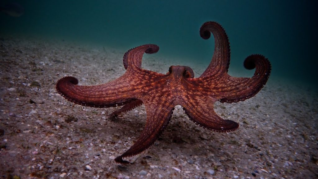 My Octopus Teacher Netflix Oscars Academy Awards Best Documentary Feature